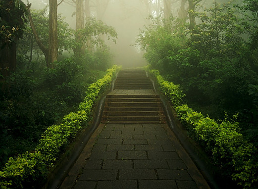 A path leading to the unknown in a forest