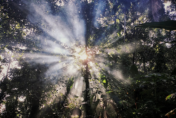 The sun finding its way through a forest